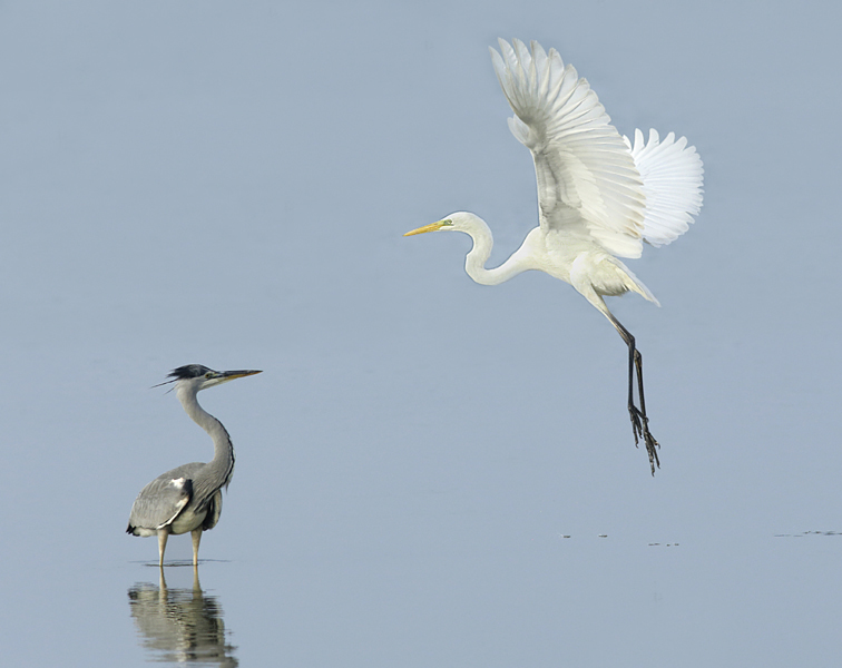 019  grote zilver.jpg